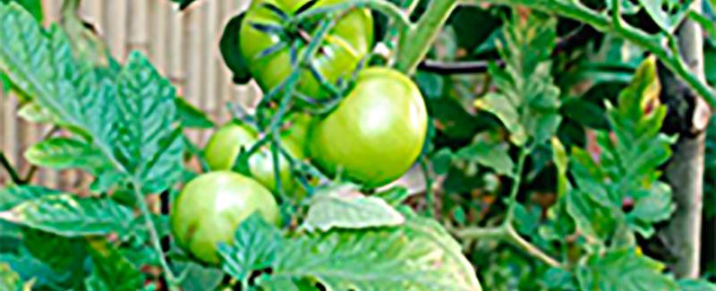 Viva Verne is nu Restobar Verne